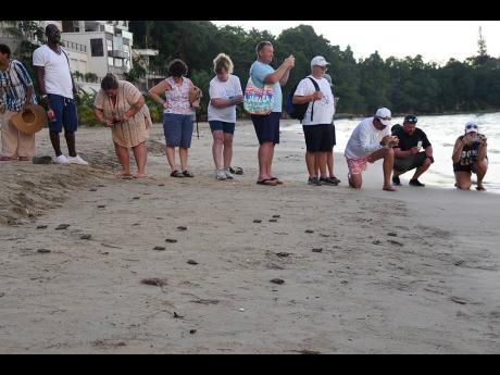 Tourists look on as baby turtles find their way to the sea at Gibraltar Beach, Oracabessa, St Mary on Thursday.