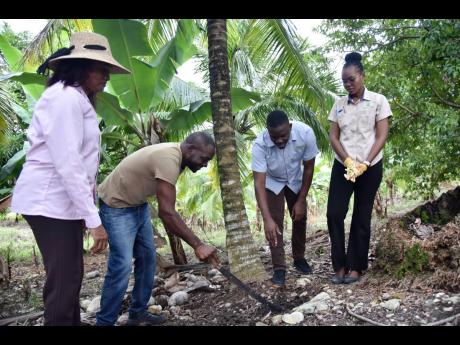 Entomologist Dionne Clarke-Harris (left), CARDI representative in Jamaica, and Desrieina Delancy (right), coconut technician at CARDI, look on as Danavan Pryce (second right), agronomist at Newport-Ferson Ja Ltd, leads Devon Fuller through the steps of fer