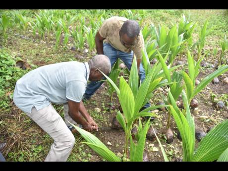 Technical assistant Desmond Jones (left) assists Devon Fuller in carefully removing a coconut seedling from the nursery to prepare it for replanting.