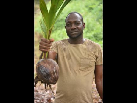 Devon Fuller shows off a coconut seedling he grew in the nursery following a session with CARDI and Newport-Fersan earlier this year.