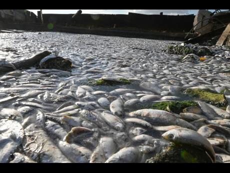 
Thousands of dead fish lined the Harbour Head shoreline in Harbour View, St Andrew, yesterday morning. 