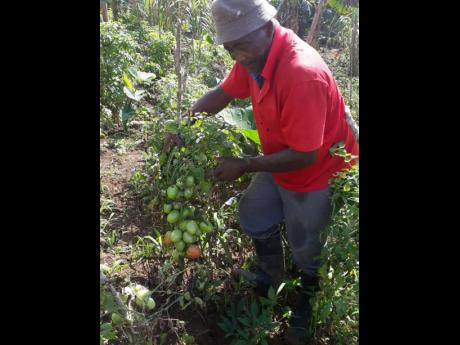 Linval Williams tending to his farm in Windsor Castle, 
St Mary.