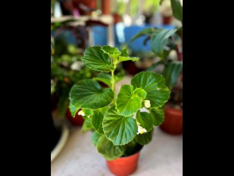 Whether in the shade or smiling with the rising sun, the wax begonia is a lovely low-maintenance plant.