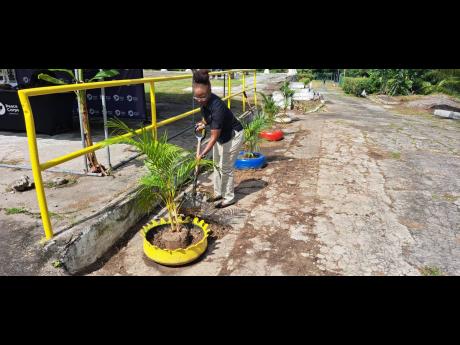 
Glenda Green, Peace Corps Jamaica country director, plants a tree.