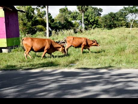 Stray cows grazing alongside the Bay Road main road near Little London in Westmoreland.