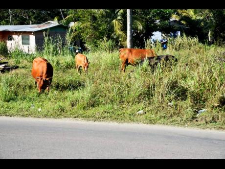Large numbers of stray cattle roam the streets of Westmoreland.