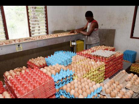Ian Allen/Photographer
A worker at St Bess Egg Farm in New River, Santa Cruz, St Elizabeth, sanitising and packing eggs for dellivery.