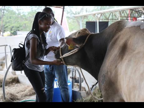 Thirteen-year-old Nagalla Thompson of Portmore, St Catherine, pets a cow under the watchful eyes of Owen Prince, senior dairy milker at the Bodles Agricultural Research Station, at the Denbigh Agricultural, Industrial and Food Show 2023.
