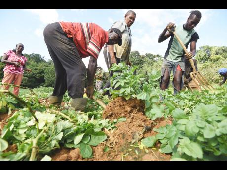 File photo shows Irish potato farmers harvesting their crop in New Pen, St Mary. Experts estimate that Jamaica could substitute between a fifth and a quarter of its food imports with domestic production, which would mean annual savings of between US$200 mi
