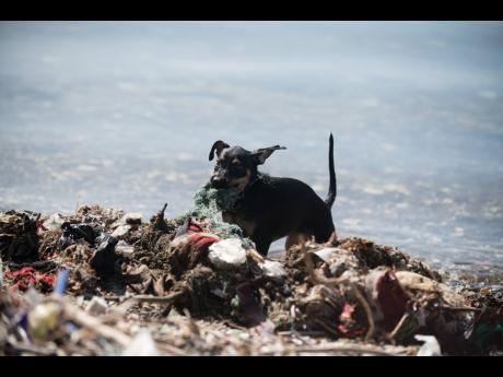 In this 2020 photo a puppy is seen playing in the plastic debris at Sirgany Beach