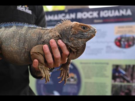  ‘Big Mama’ is a 33-year-old iguana who was among the early batches of eggs brought to the foundation in 1991 and hatched at Hope Zoo.
