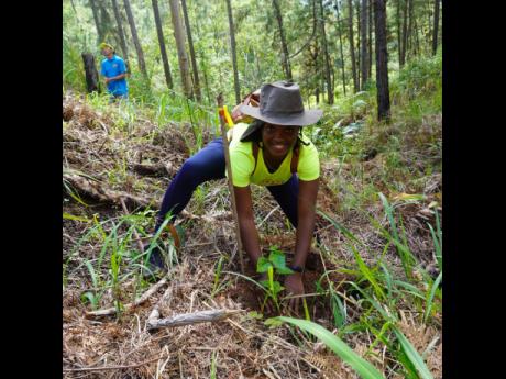 A representative of the Jamaica Public Service plants a tree seedling in the Bull Head Forest Reserve in Clarendon as part of the Adopt-A-Hillside programme.