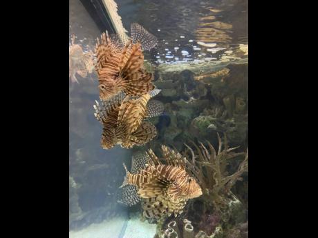 Lion fish trio - photo taken in Las Vegas, Nevada on April 1, 2024