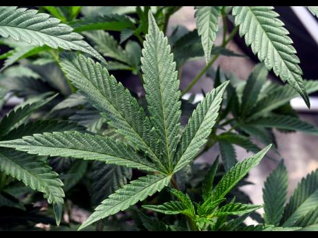 AP 
Marijuana plants are seen at a growing facility in Washington County, New York, on May 12, 2023.