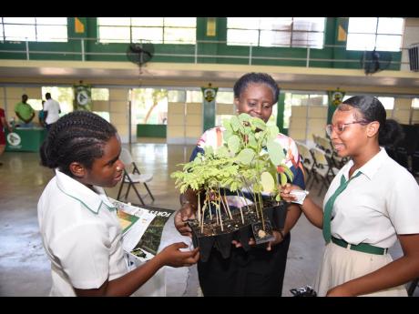 Marlene Grey-Tomlinson (centre), vice-principal in charge of student affairs at Excelsior High, shows grade 13 student Sancia Bailey and grade 11 student Alexia Dyer plants presented to the school on Monday.