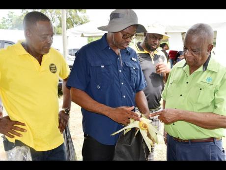 From left: Owen Dobson, president of the Westmoreland Association of Branch Societies, and Denver Thorpe, regional manager of the Jamaica Agricultural Society, showing off the high quality of corn being produced by local farmers in Westmoreland, and that w