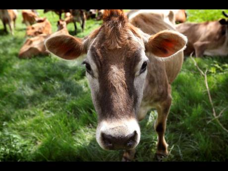 
A Jersey cow feeds in a field. Cow infections largely have been concentrated in the udders of lactating animals.