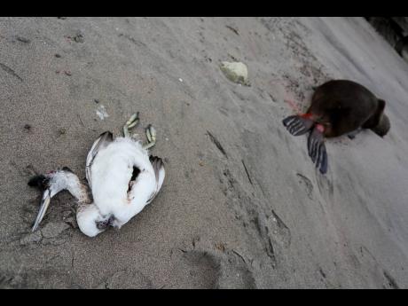 A dead sea bird lays beside a dead sea lion on the beach at Punta Bermeja, on the Atlantic coast of the Patagonian province of Río Negro, near Viedma, Argentina, in August 2023.
