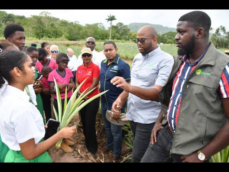 Ministers and students observe as Sue-Lisa Chin, deputy head girl at St Mary High School, feels the fronds of the pineapple upon the instruction of Tariq Kelly (second right), pineapple crop manager, and Ikel Grant (right), pineapple farm supervisor, durin