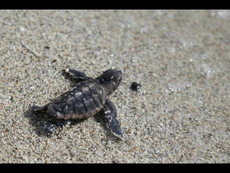 A loggerhead sea turtle hatchling makes its way into the ocean along Haulover Beach in Miami, Florida on July 9, 2013. In an effort to protect sea turtles, birds and other animals, Florida Governor Ron DeSantis signed a bill which expands the state’s cur