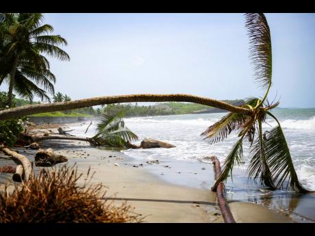 Palm trees wilt after being uprooted by Hurricane Beryl in St Patrick, Grenada, on Tuesday.