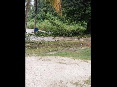 Fallen tree limbs block a section of the Friendship main road in Trelawny during the passage of Hurricane Beryl on Wednesday.