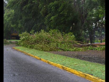 A fallen tree blocking a section of the Jimmy Cliff Boulevard in Montego Bay, St James, after the initial effects of Hurricane Beryl were felt in the Second City on Wednesday.