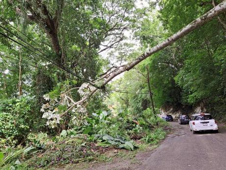Motorists drive past a fallen tree resting heavily on power lines along the Orange to Irwin main road in St James on Thursday, following the passage of Hurricane Beryl near Jamaica a 
day earlier.