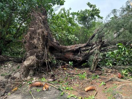 A large tree uprooted by the strength of Hurricane Beryl in the Montego Freeport on July 4.