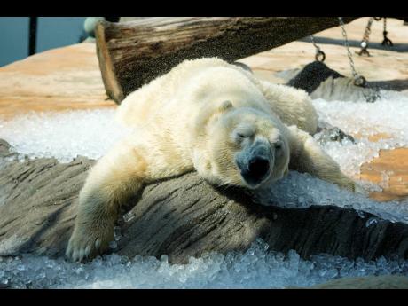 A polar bear cools down in ice that was brought to its enclosure on a hot and sunny day at the Prague zoo, Czech Republic, Wednesday, July 10, 2024. (AP Photo/Petr David Josek)