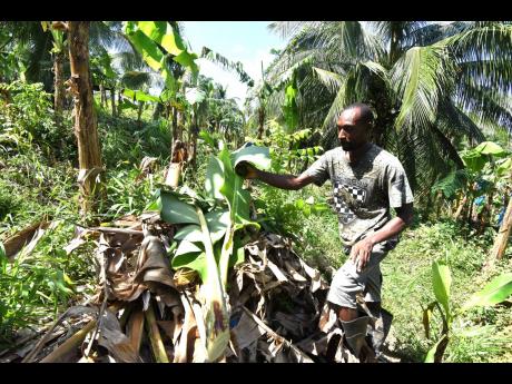 Farmer Andrew Plunkett using banana trash to cover fruit that were reaped after the trees were blown down by Hurricane Beryl in Albion Mountain, St Mary.