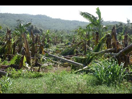 A banana field in Agualta Vale, St Mary, that was ravaged by Hurricane Beryl last week Wednesday.
