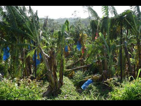 Preliminary assessments by the Banana Board after the passage of the Category 4 hurricane last week revealed an 80 to 100 per cent loss of bananas and plantains on farms across the island, with commercial operators seeing 90 per cent in losses.