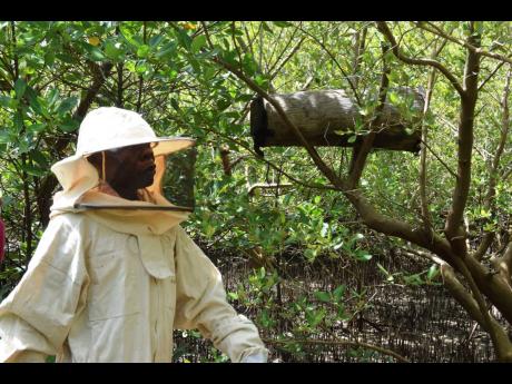 Peter Nyongesa walks through the mangroves to monitor his beehives in the Bangladesh slums, Mombasa county, Kenya.