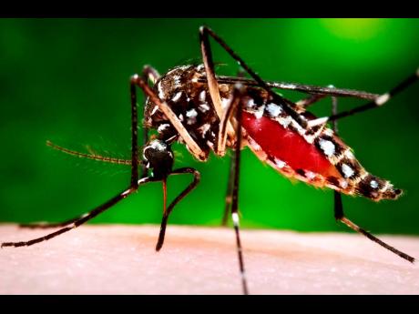 The Aedes aegypti mosquito that transmits dengue.