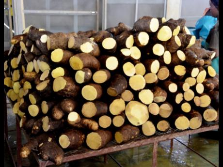 Jamaica earned US$40.8 million or roughly J$6.7 billion from the export of yam in 2023, according to the recently published Economic and Social Survey Jamaica.