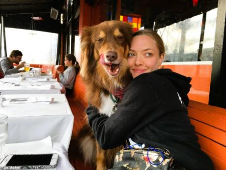 Amanda Seyfried and her dog Finn who took part in a Plastic Tox Test. Finn tested in the top 90 per cent for phthalates and Amanda in the top 72 per cent. Phthalates are endocrine  disrupting,  along with other plastic chemicals, they have been associated 