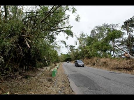 A section of Bamboo Avenue in St Elizabeth, which lost its famous canopy in the July 3 hurricane.