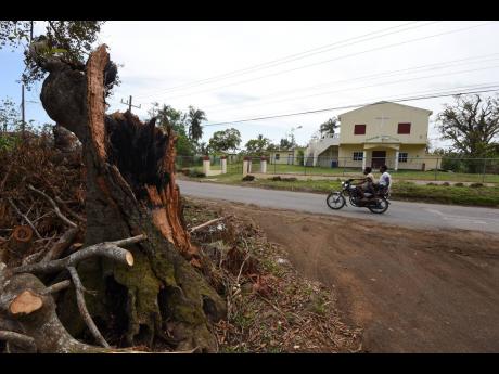 A stump marks the spot where a massive mango tree stood in Mountainside, St Elizabeth. The tree was downed by Hurricane Beryl, blocking the road.