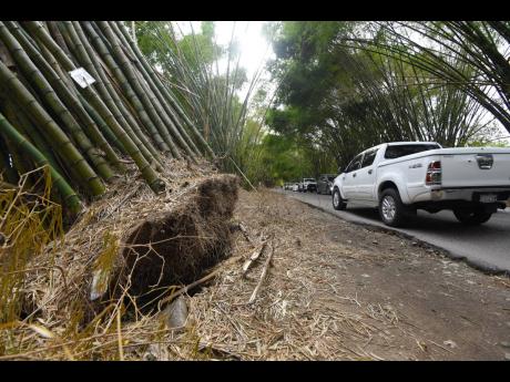 Motorist drives past uprooted bamboos in Bamboo Avenue, Lacovia, St Elizabeth, that were damaged during the passage of Hurricane Beryl.