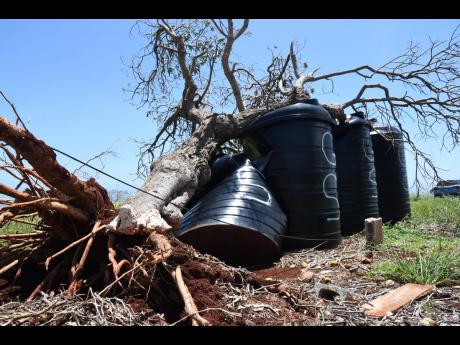 A tree falls on water drums on a farm in Southfield, St Elizabeth, during the passage of Hurricane Beryl.