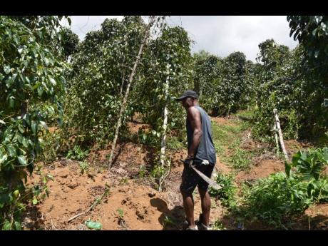 South Trelawny farmer Robert Powell said that the sales from the current crops were expected to not only prepare his three children for the upcoming school year, but to roof his small grocery store in Lorrimers.
