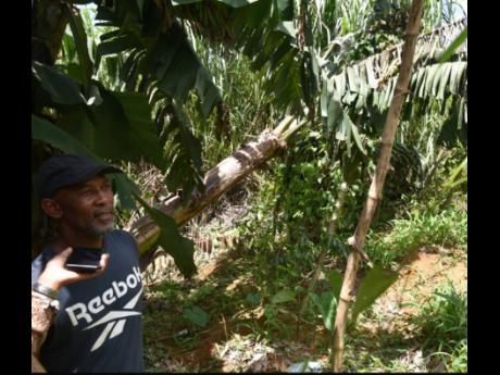 The yam rust disease, coupled with Hurricane Beryl, has brought farmer Robert Powell to his knees.