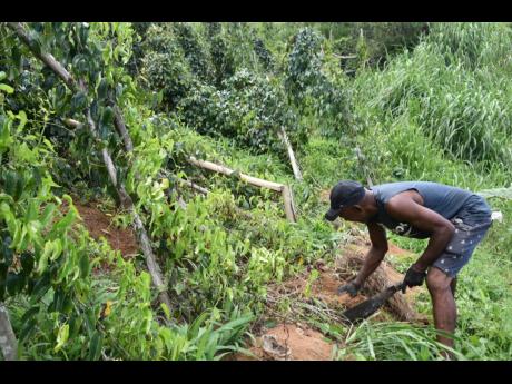 South Trelawny farmer Robert Powell points out the damage done to his farm by Hurricane Beryl and yam rust disease.