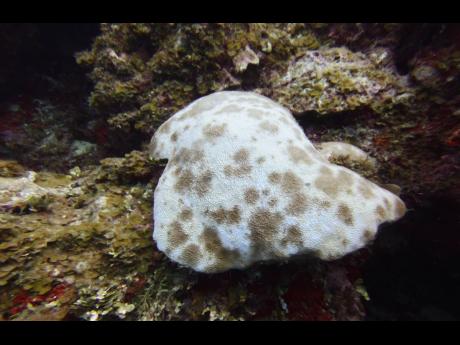 A bleached coral observed in Jamaican waters. 