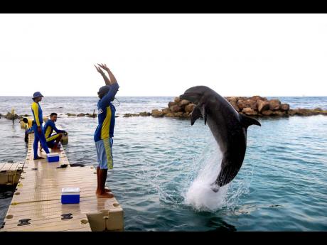 St Ann has a number of attractions including the popular Dolphin Cove.