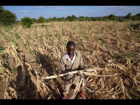 James Tshuma, a farmer in Mangwe district in southwestern Zimbabwe,stands in the middle of his dried-up crop field amid a drought in Zimbabwe on Friday, March, 22. A new drought has left millions facing hunger in southern Africa as they experience the effe