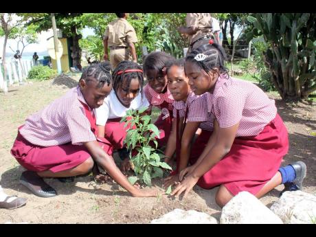 
In this 2013 photo schoolgirls participate in a tree planting exercise.