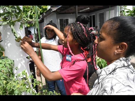 Kerrie-Anne Gray (right), operations manager of Tower Farms, supervises Renea Smith (centre), JN scholar and participant in the JN Financial Academy Summer Camp, as she fits a seedling in the tower during an educational tour of the farm. Looking on is anot