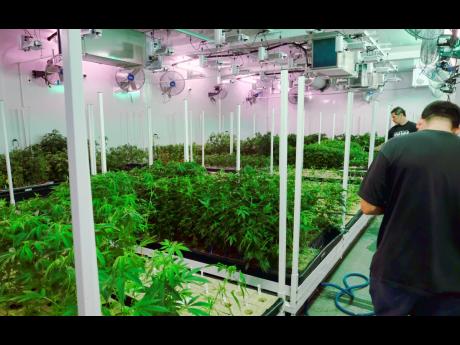 Caretakers oversee a grow room for medical marijuana at ShowGrow, a medical marijuana dispensary in Los Angeles in April 2017.